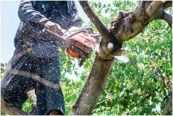 tree services Berwind